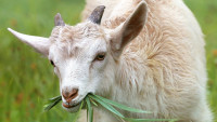 koza goat-1596880 1280